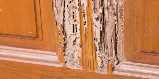 Termite & Dry Rot Damage Why Immediate Repair Is Crucial